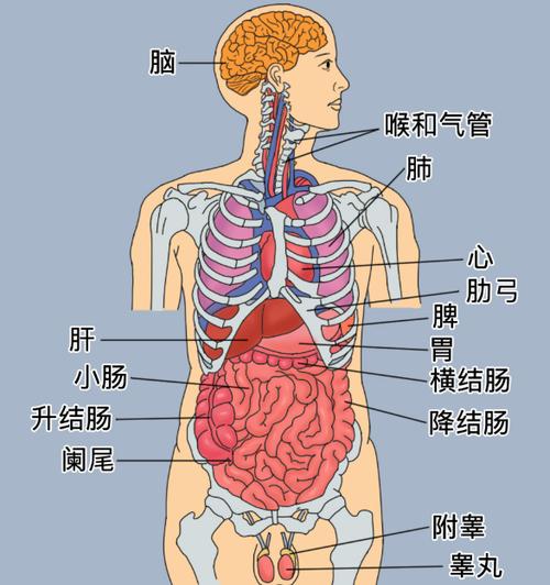 人体器官结构示意图