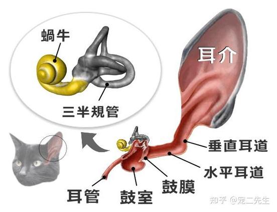 免费听猫耳广播剧