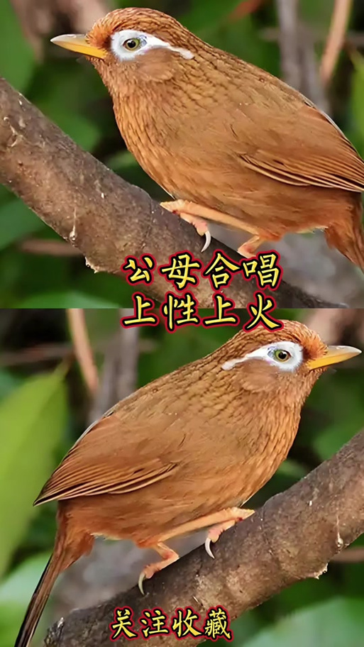 两只公画眉鸟要隔多远