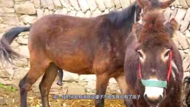 骡子有没有生育器官呢 骡子有没有生育器官呢