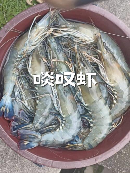 卖虾叫卖最火的一句