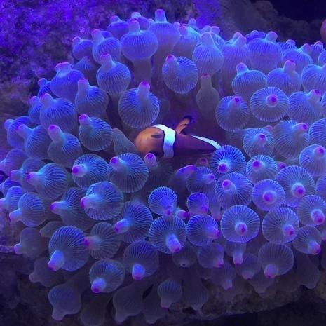 紫点海葵好养吗 紫点海葵好养吗