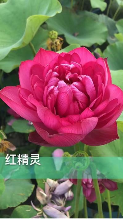 红色莲花代表什么意思截图2