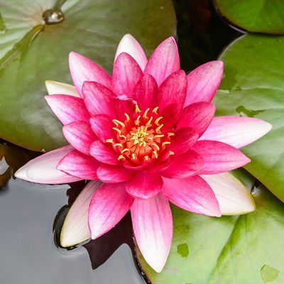 红色莲花代表什么意思截图3