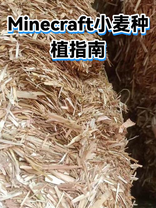 我的世界游戏种子怎么种植