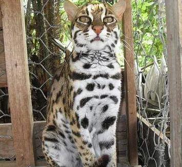 豹猫可以食用吗