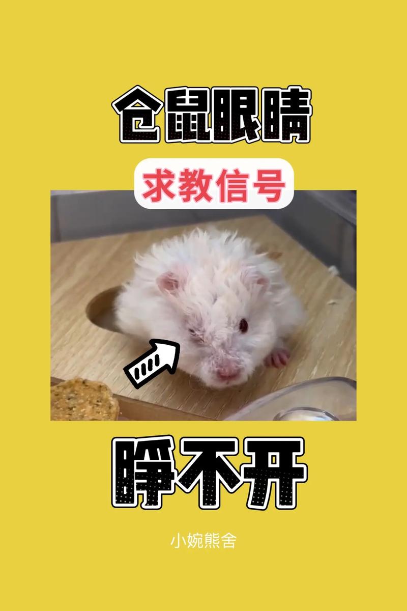 仓鼠的眼睛瞎了怎么办