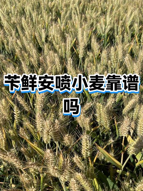 苄的俗称叫什么 苄的俗称叫什么
