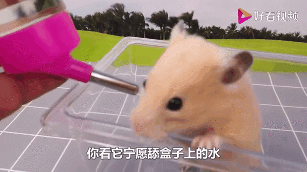 仓鼠怕水么