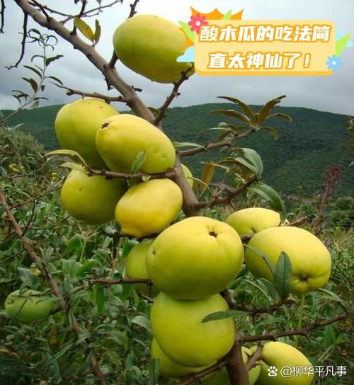 女人吃木瓜的害处