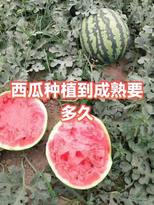 西瓜保质期一般是多久