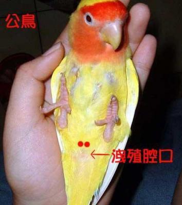 一岁母牡丹鹦鹉怎么配对