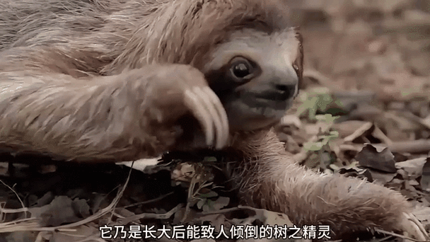树懒是骂人还是夸人