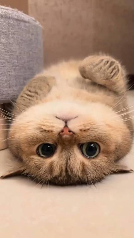 萌猫