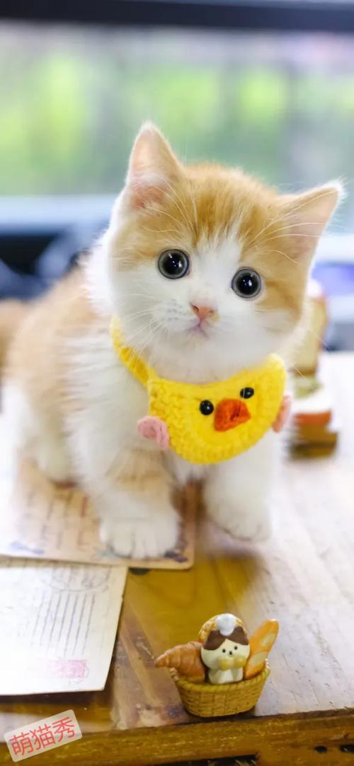 萌猫截图2