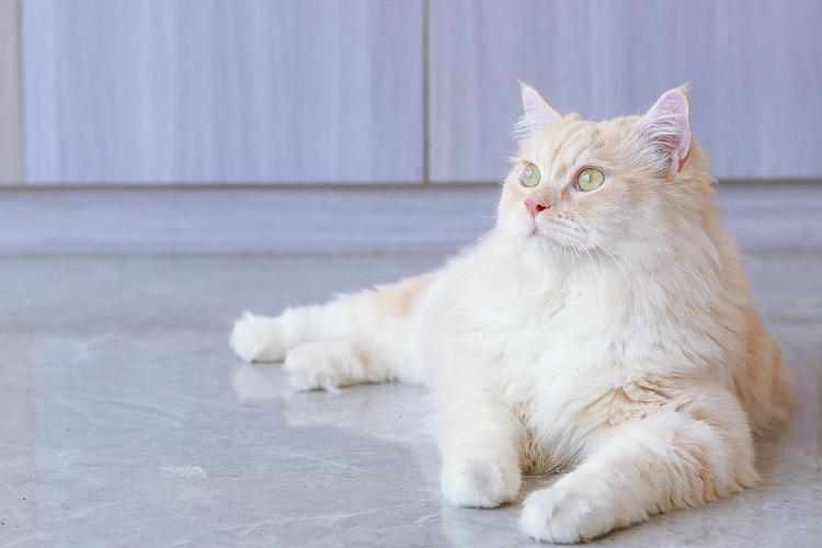 萌猫截图3