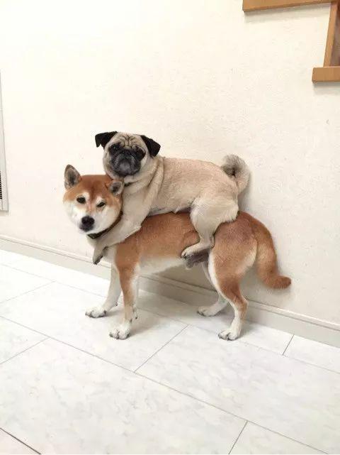 因狗结缘成为好朋友