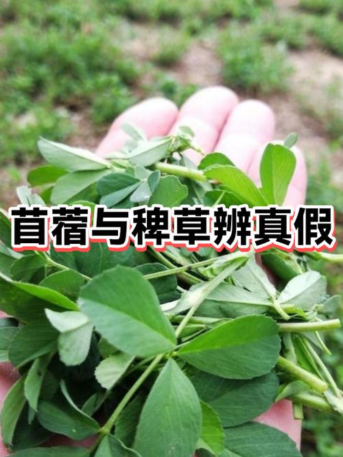 什么是苜蓿草
