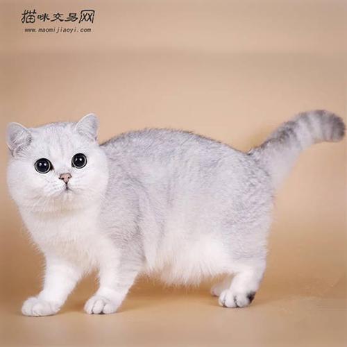 英国猫银渐层价格