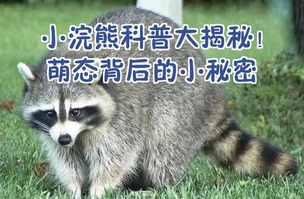 小浣熊在爱情中代表什么