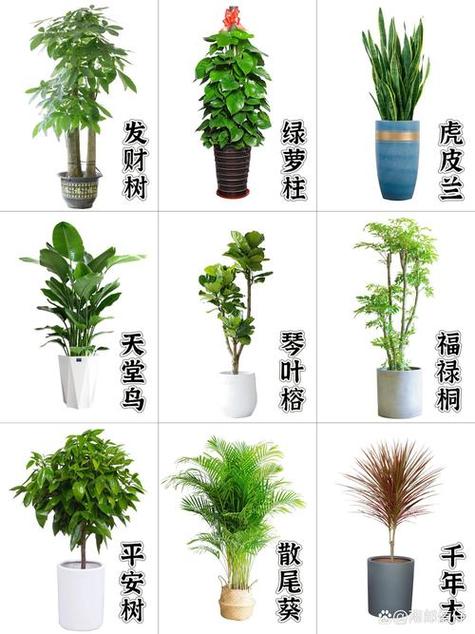 家里摆放什么花好招财