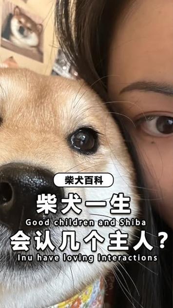 柴犬一生认几个主人