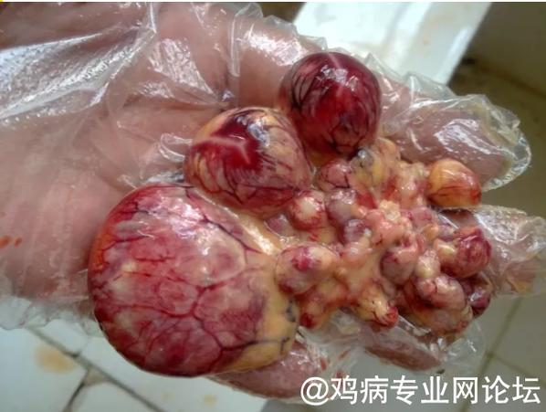 坦布苏病毒是黄病毒吗