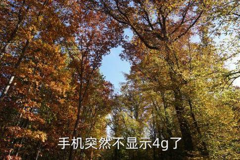 不打电话显示4g,打电话显示2g截图2