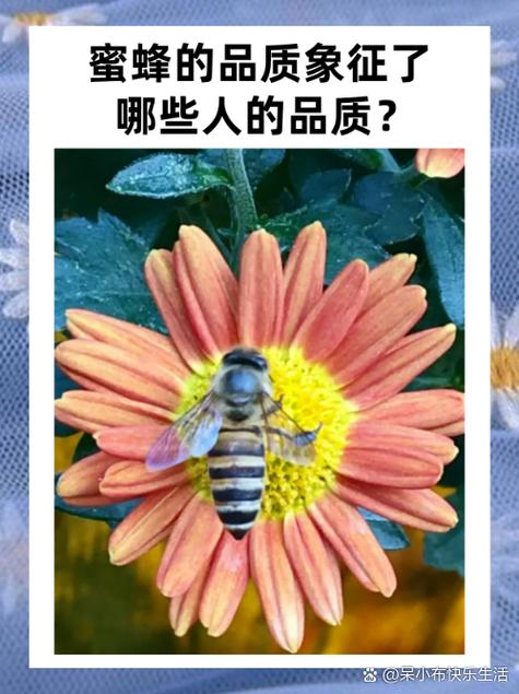 招蜜蜂的人不是一般人
