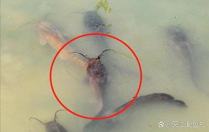 鲶鱼致癌是真的吗