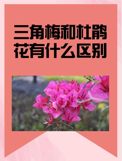 杜鹃花什么生肖