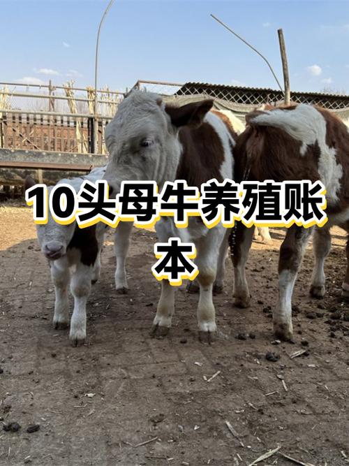 养10头牛一年利润多少