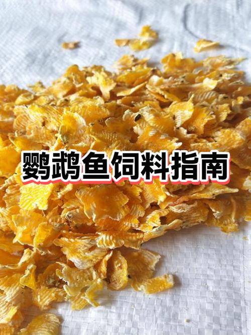 鹦鹉鱼多长时间喂一次