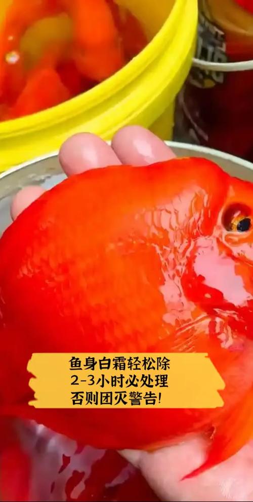 鱼白霜最快消除方法