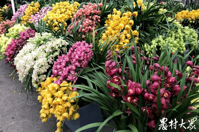 花卉市场卖什么赚钱