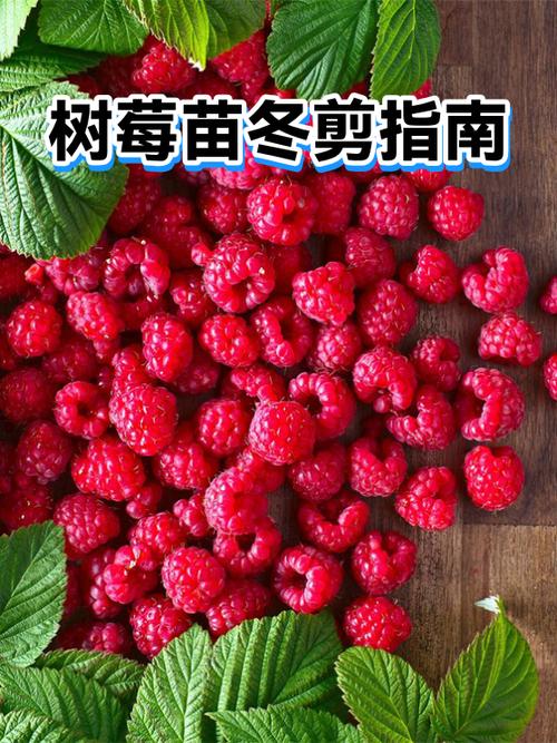 树莓修剪示意图