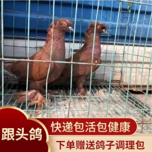 翻翻鸽最明显的特征