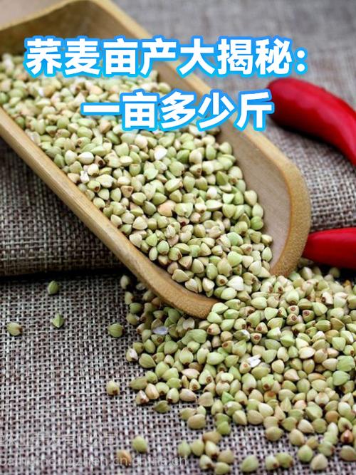 荞麦一亩地能产多少斤