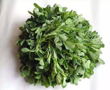 苜蓿和苜蓿草一样吗