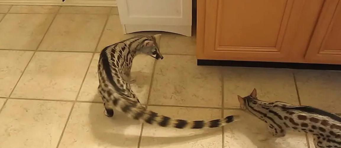 老鼠看电视突然发现猫出现了