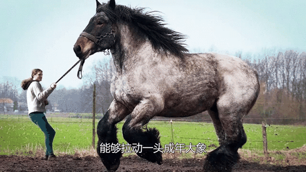 养10头马一年的利润多少