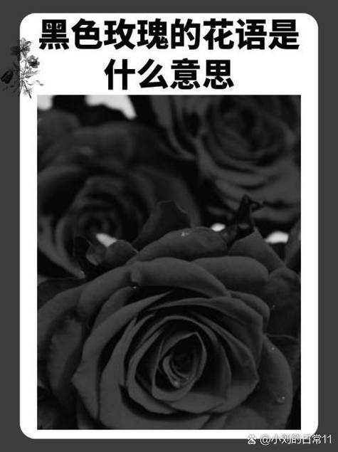 黑色象征着什么寓意可提版截图2