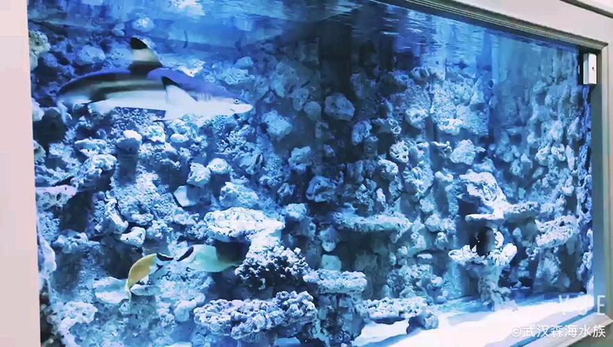 海水缸养鲨鱼成本