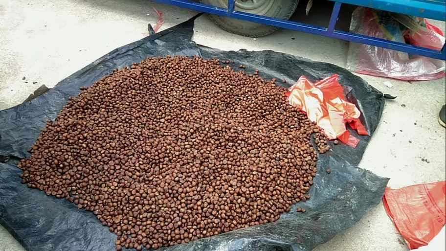 南昌毛栗子新闻 南昌毛栗子新闻