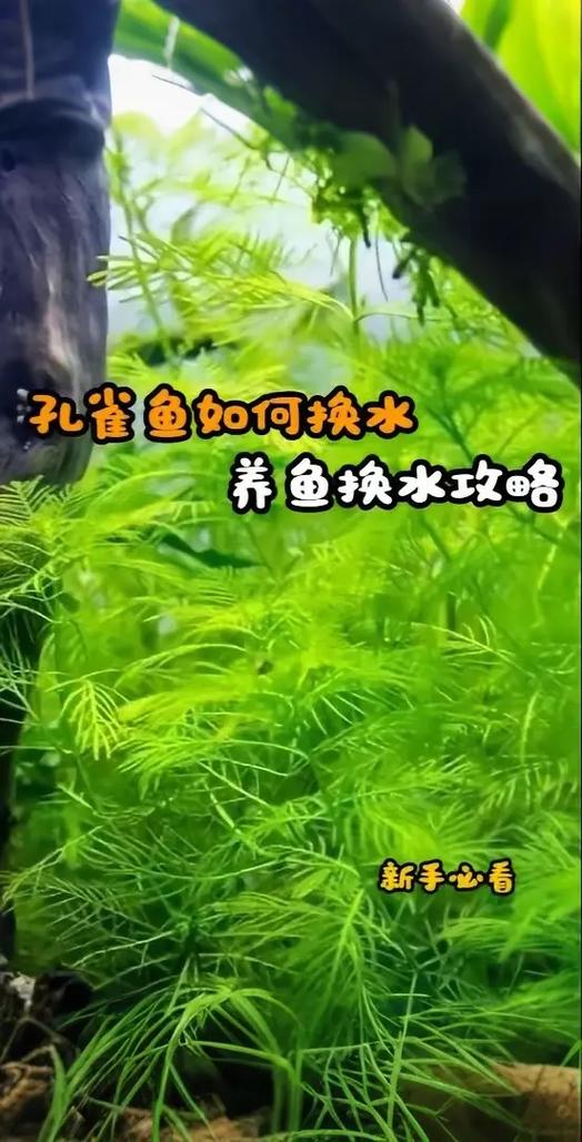 鱼缸水一般多久换一次