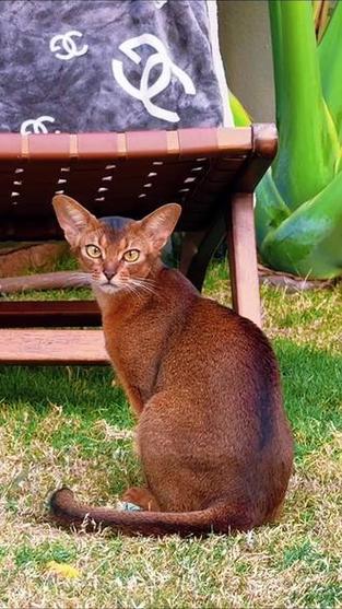 埃及猫阿比西尼亚