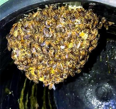新蜂箱怎样才能引来蜜蜂