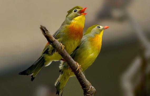 鸟批发市场