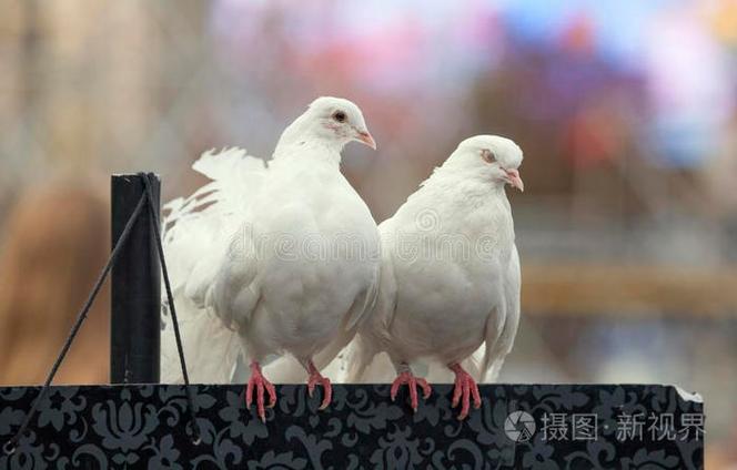 白鸽代表男人还是女人