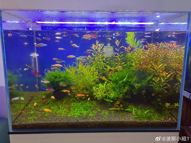 水草剪下来可以活吗
